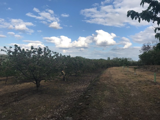 PRECIOSA FINCA CON GRAN CASA Y PLANTACION DE CEREZOS MUY RENTABLES