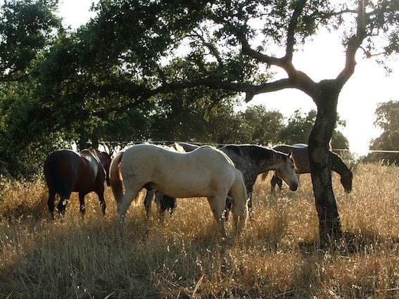 GRAN CORTIJO CON 32 HAS DE TIERRA EN LOS PEDROCHES ( CORDIBA)