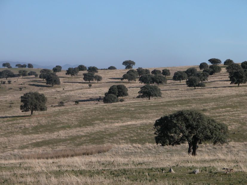 FINCA GANADERA EN CIUDAD REAL