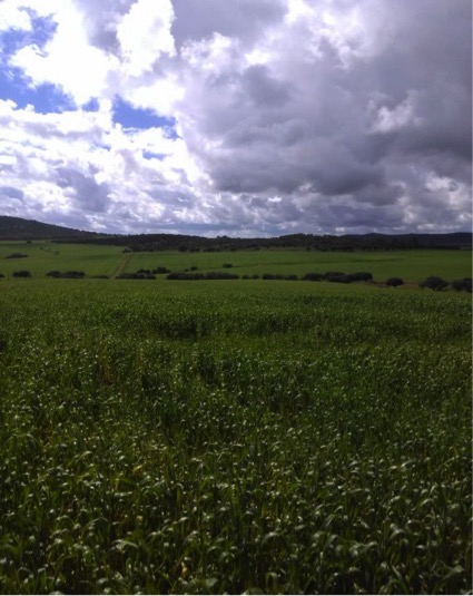 FARM FARM AND HUNTING IN CORDOBA