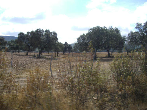 FINCA MIXTA GANADERA Y CAZA EN BADAJOZ