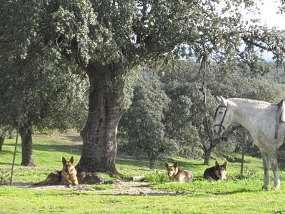 GRAN FINCA GANADERA CERCANA A MADRID