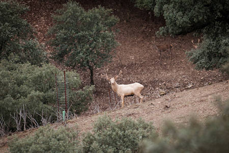 GREAT HUNTING FARM IN SPAIN