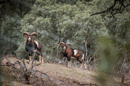 EXCEPTIONAL HUNTING FARM